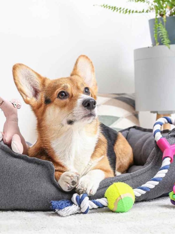 pet-products-to-sell-online